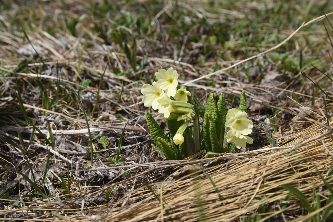 Изображение особи Primula ruprechtii.