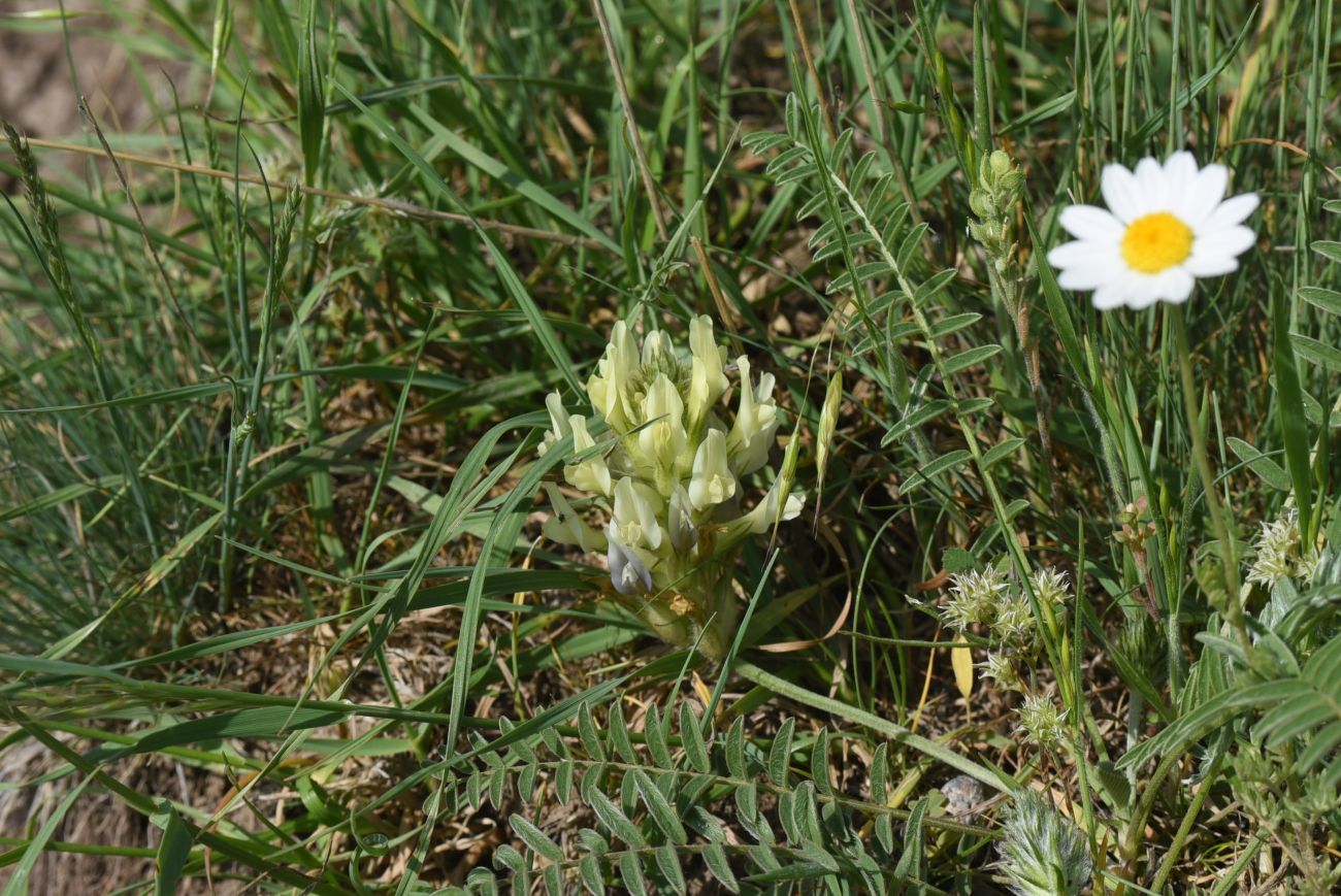 Image of Unknown species specimen.