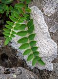 Hedysarum branthii. Листья на верхушке побега на фоне таллома Pertusaria lactea. Приморский край, Партизанский р-н, гора Ольховая, курумник. 14.07.2025.