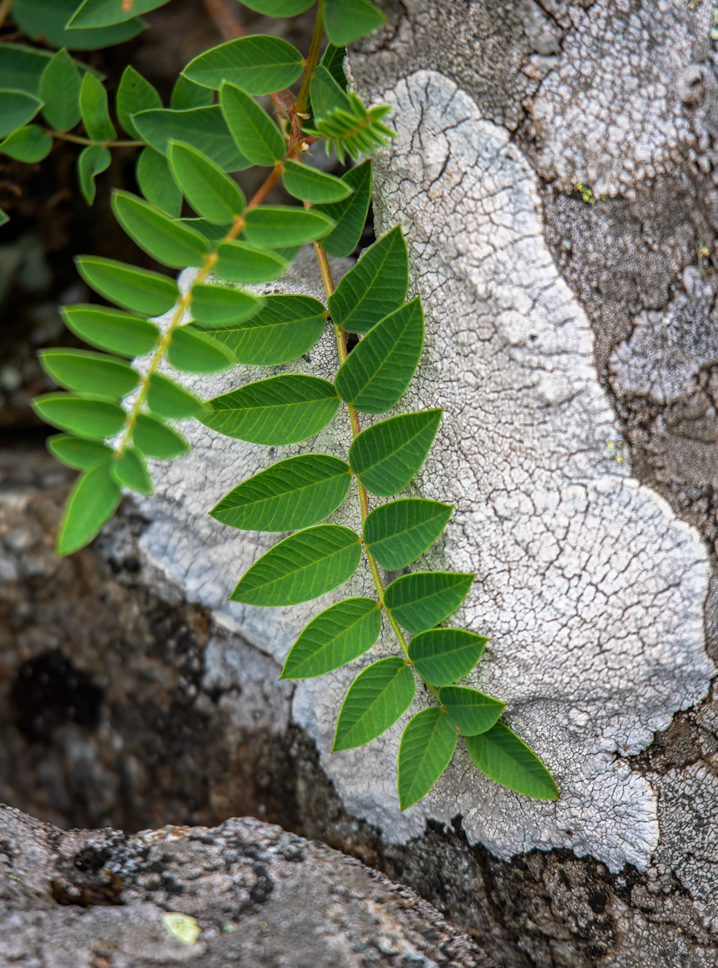 Image of Hedysarum branthii specimen.