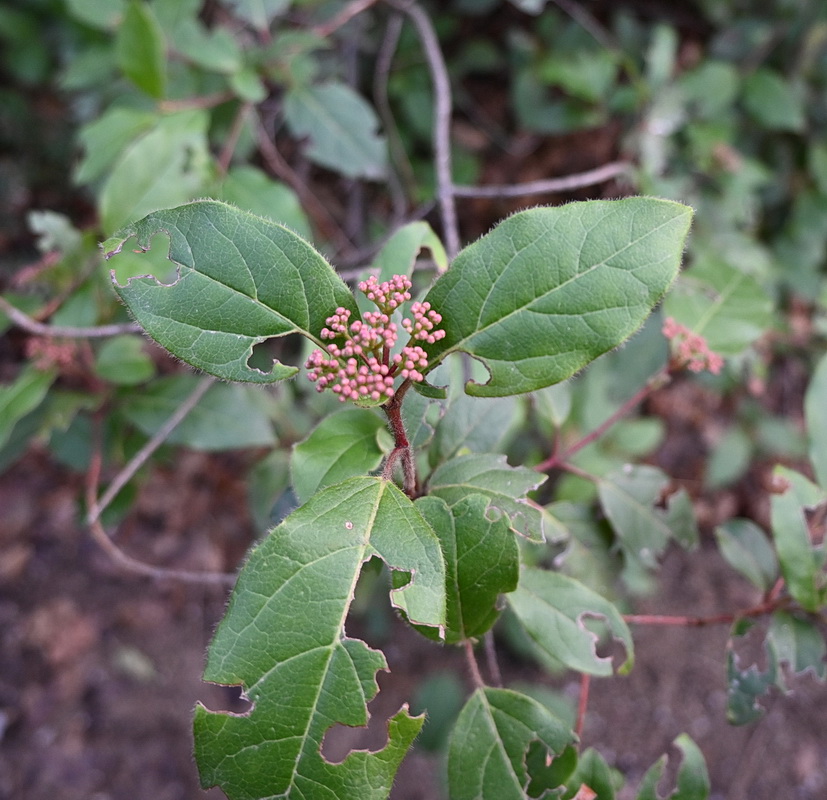 Изображение особи Неопознанный вид.