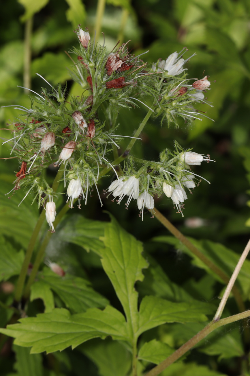 Изображение особи Hydrophyllum virginianum.