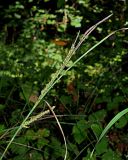 Carex cuspidata. Верхушка плодоносящего побега. Краснодарский край, муниципальное образование город-курорт Сочи, Адлерский р-н, Кудепстинский сельский округ, окр. пос. Дубравный, Кудепстенский дендропарк, широколиственный лес. 30.06.2024.