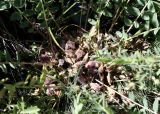 Astragalus schanginianus. Плоды в основании листовой розетки. Кыргызстан, Чуйская обл., Жайылский р-н, Сусамырская дол., ок. 3 км к СВ от с. Суусамыр, ок. 2300 м н.у.м., каменистый луговой склон, разнотравное сообщество. 06.07.2026.