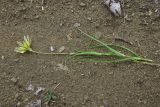 genus Tragopogon