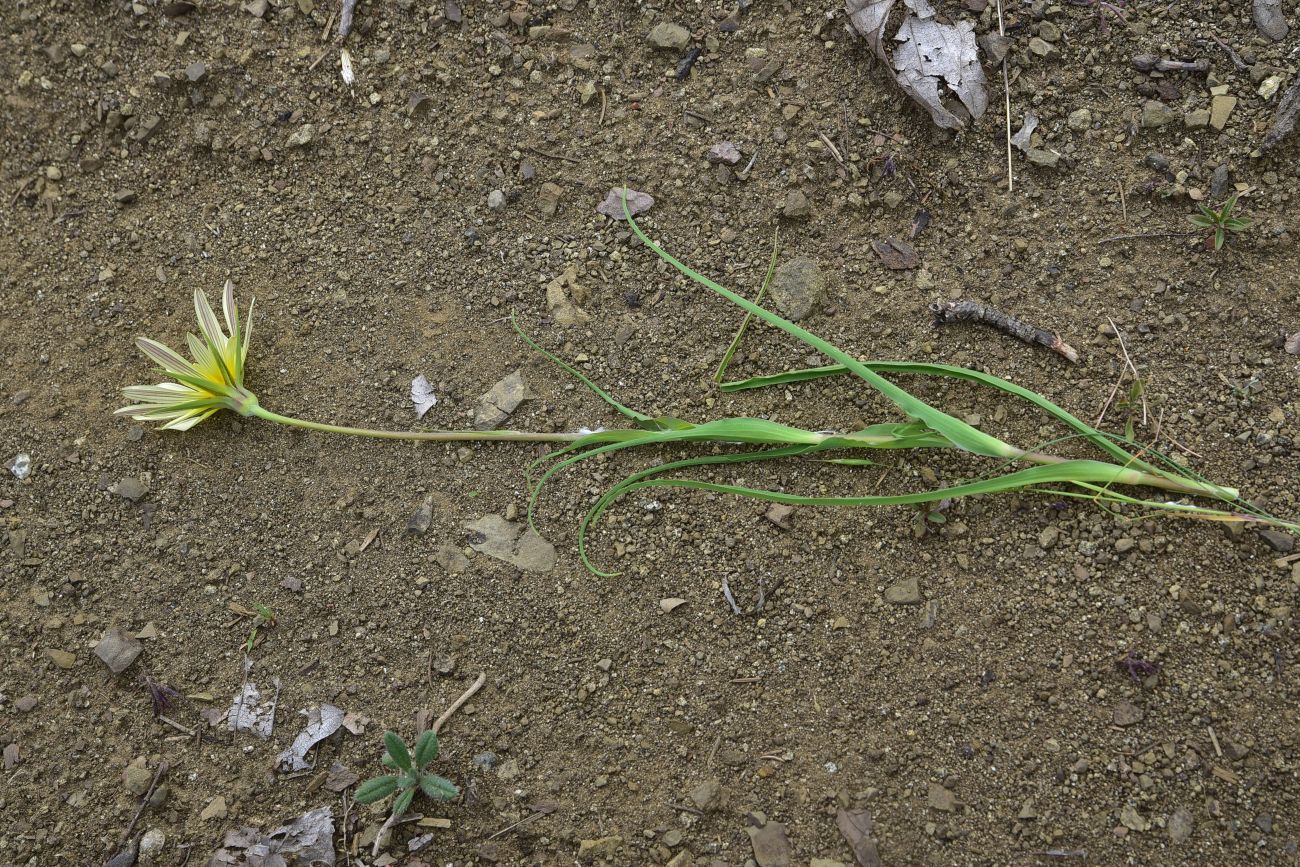 Image of Tragopogon graminifolius specimen.