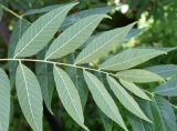 Juglans nigra