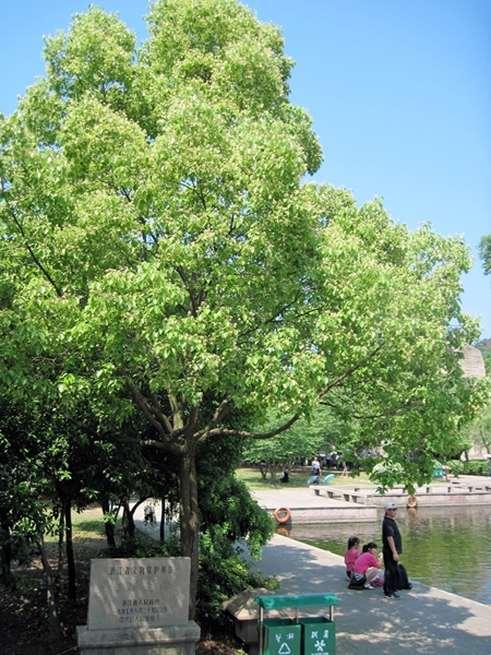 Image of genus Cinnamomum specimen.