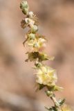 Salsola dzhungarica. Верхушка побега с плодами. Казахстан, Алматинская обл., нац. парк \"Чарын\", пестроцветный сухой щебнистый склон. 18 сентября 2026 г.