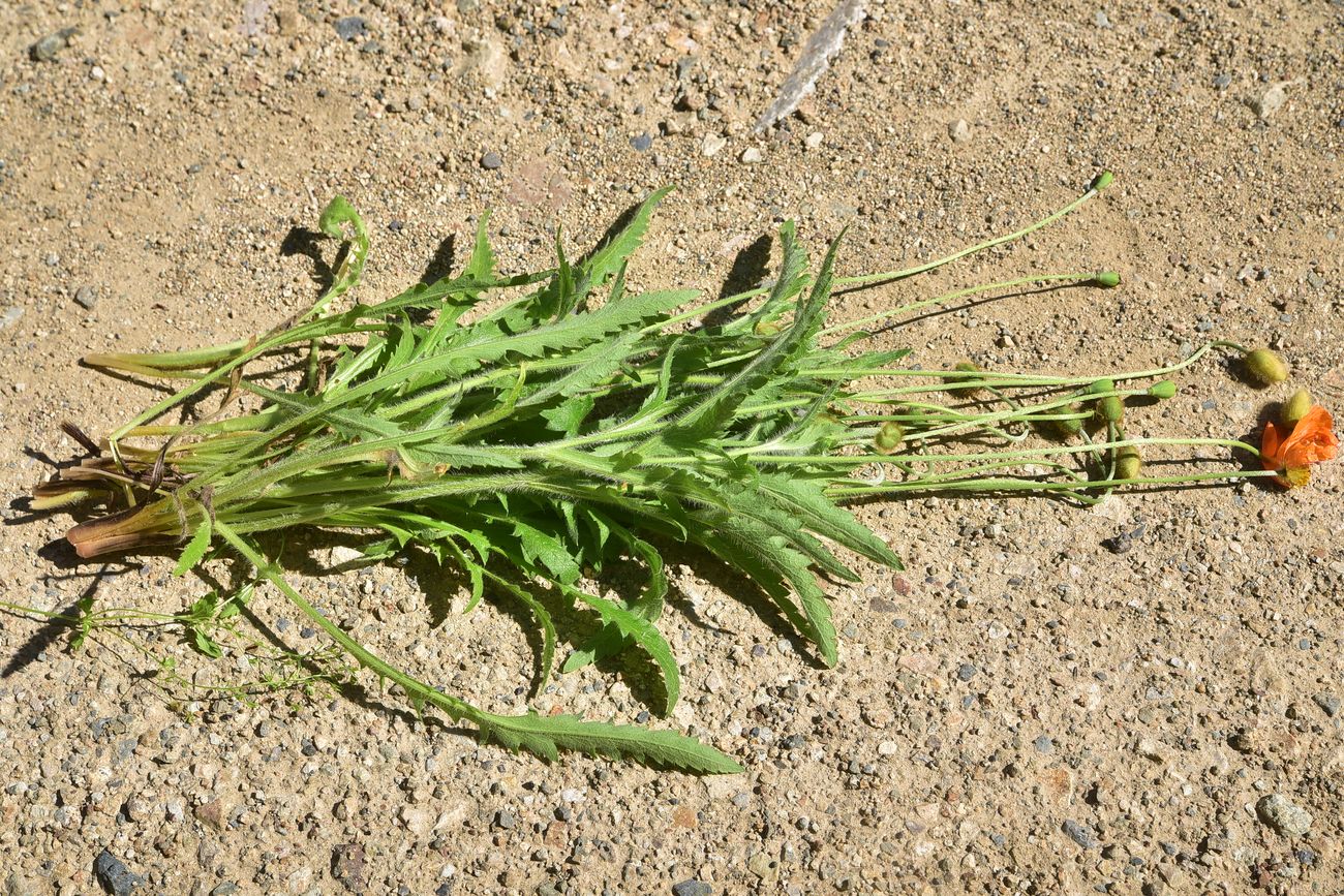 Image of genus Papaver specimen.