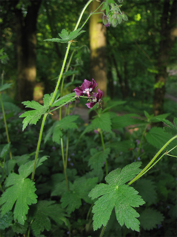 Изображение особи Geranium phaeum.