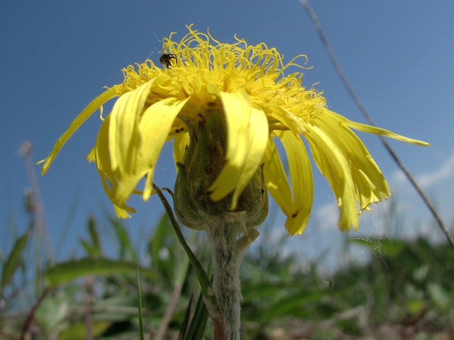 Image of Scorzonera humilis specimen.