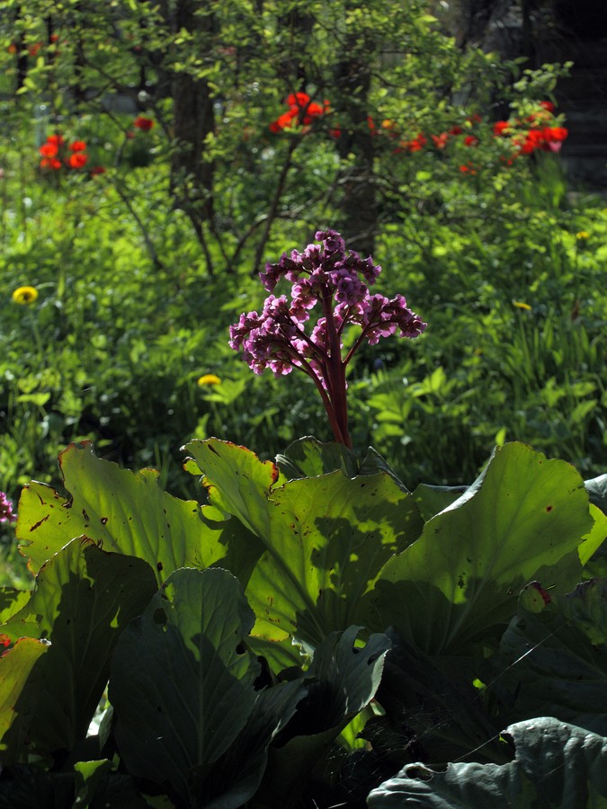 Image of Bergenia crassifolia specimen.