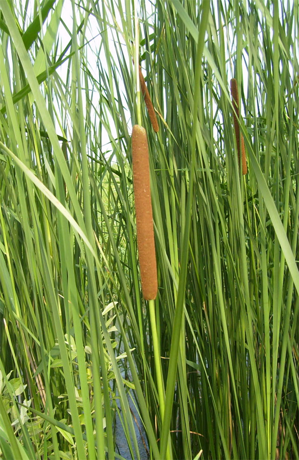 Image of Typha angustifolia specimen.
