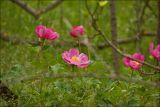 Paeonia daurica