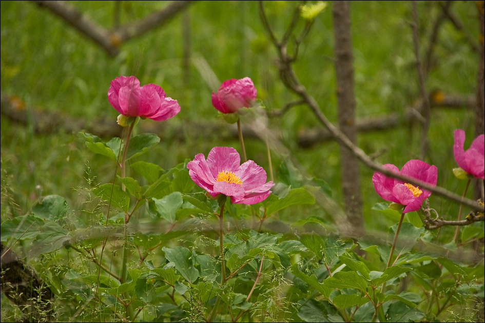 Image of Paeonia daurica specimen.