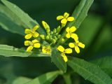Erysimum cheiranthoides. Соцветие на верхушке стебля. Московская обл., Раменский р-н, окр. дер. Хрипань, дачный участок. 11.07.2005.