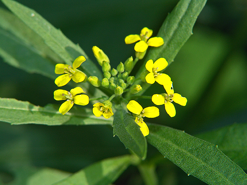 Изображение особи Erysimum cheiranthoides.