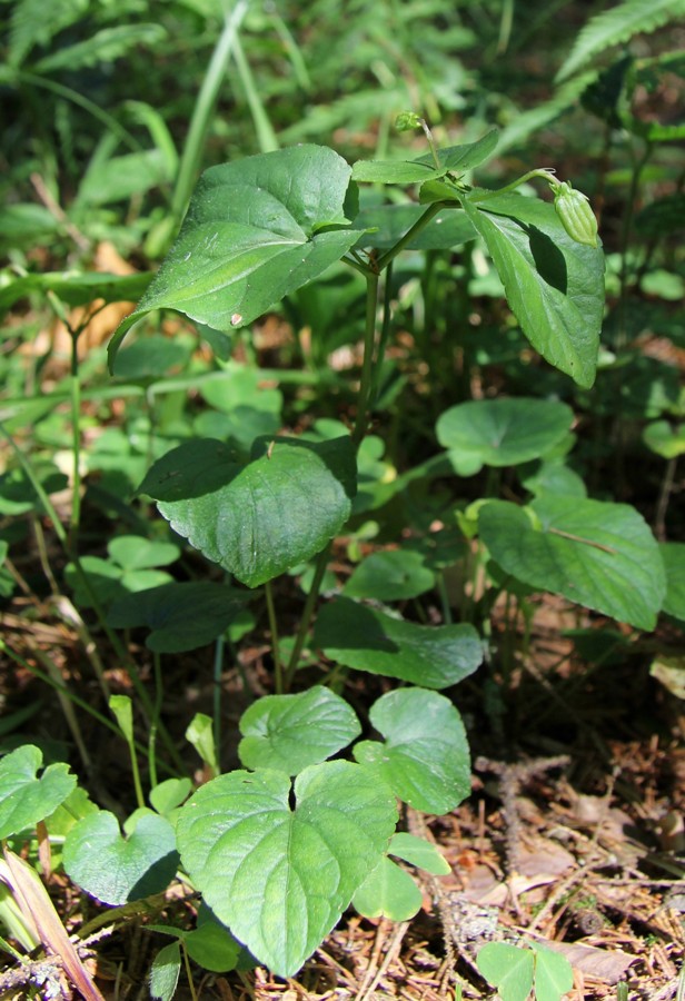 Image of Viola mirabilis specimen.