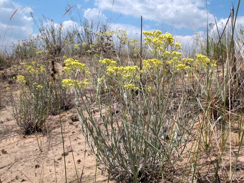 Image of Helichrysum arenarium specimen.