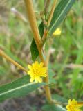 Lactuca serriola