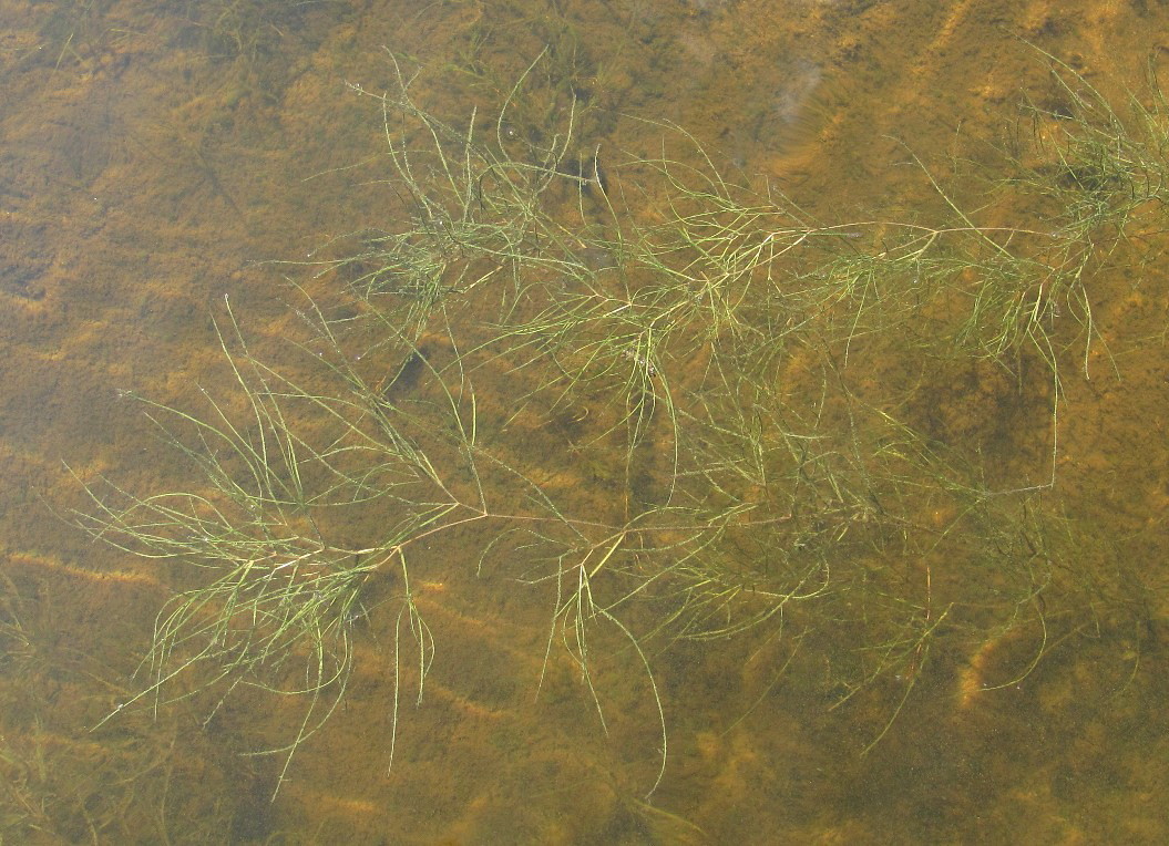 Изображение особи Potamogeton pectinatus.