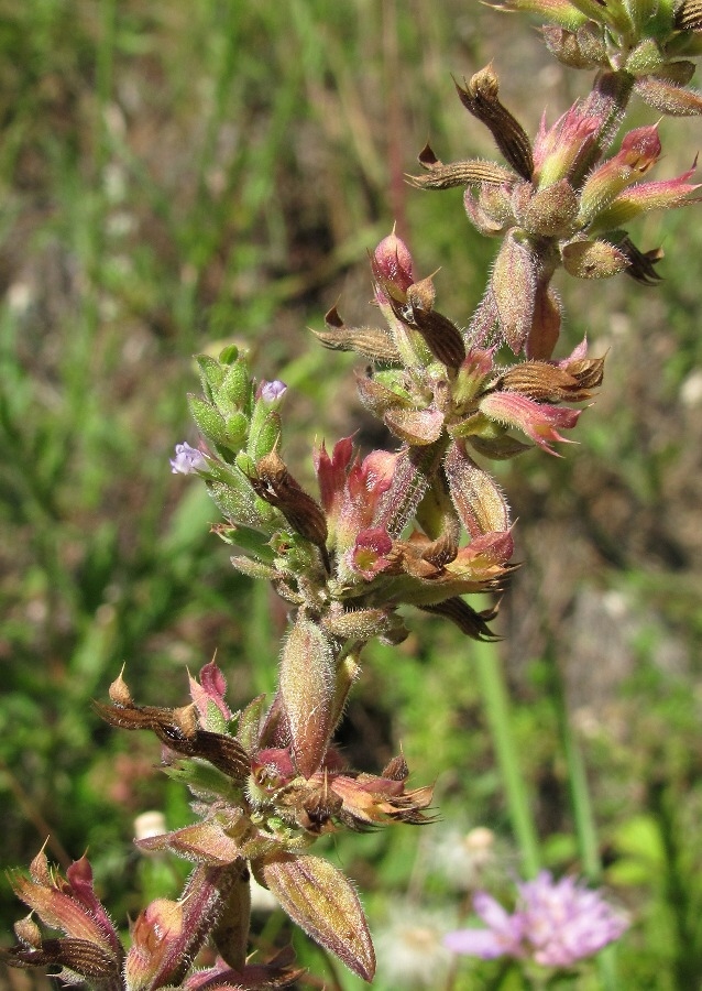 Изображение особи Dracocephalum thymiflorum.