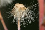 Erigeron podolicus. Ложе соплодия-корзинки с последними необлетевшими плодами (внизу). Республика Татарстан, национальный парк \"Нижняя Кама\". 13.08.2011.