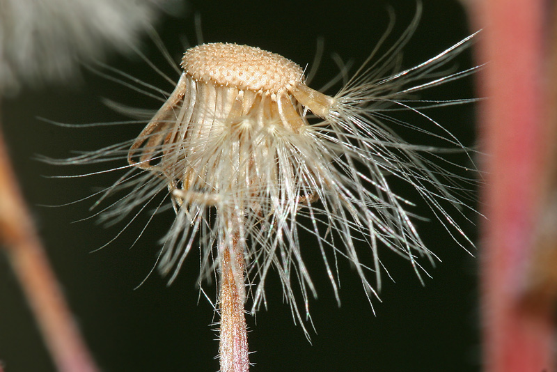 Image of Erigeron podolicus specimen.