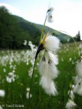 Eriophorum latifolium