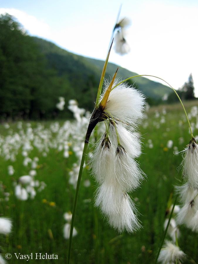 Изображение особи Eriophorum latifolium.