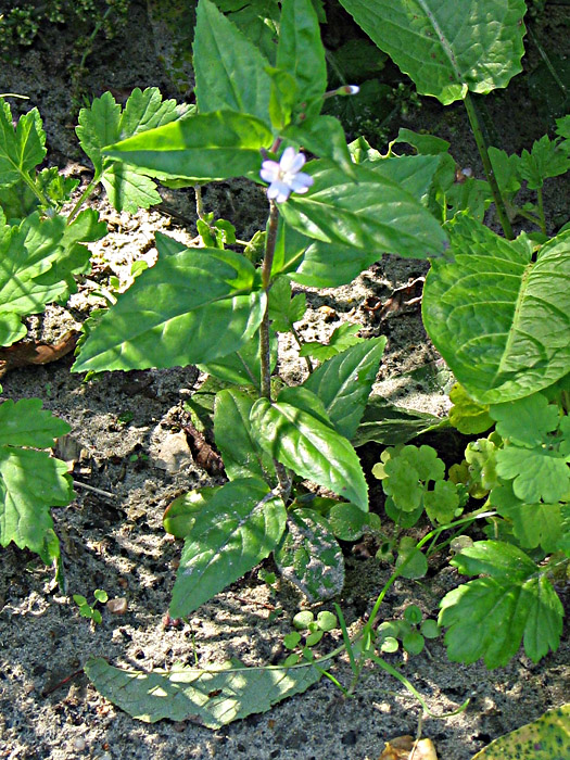 Изображение особи Epilobium montanum.