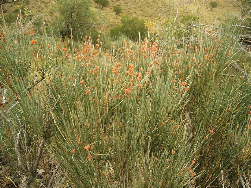 Image of Ephedra equisetina specimen.