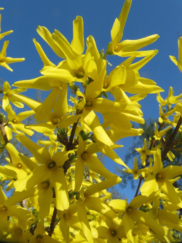 Изображение особи Forsythia × intermedia.