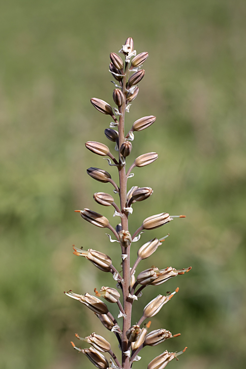 Изображение особи Eremurus comosus.