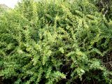 Berberis turcomanica. Заросли кустарников в ущелье. Копетдаг, Чули. Конец мая 2011 г.