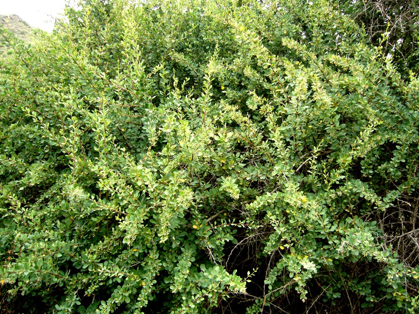 Изображение особи Berberis turcomanica.