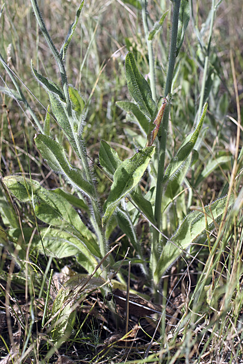 Изображение особи Pilosella procera.