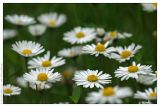 Bellis perennis. Соцветия. Чешская Республика, г. Брно. 30.04.2008.