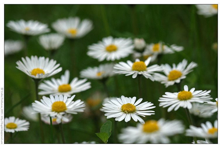 Image of Bellis perennis specimen.