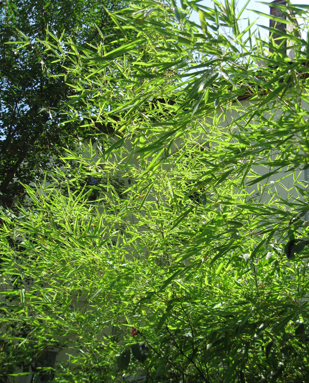 Image of Phyllostachys viridis specimen.