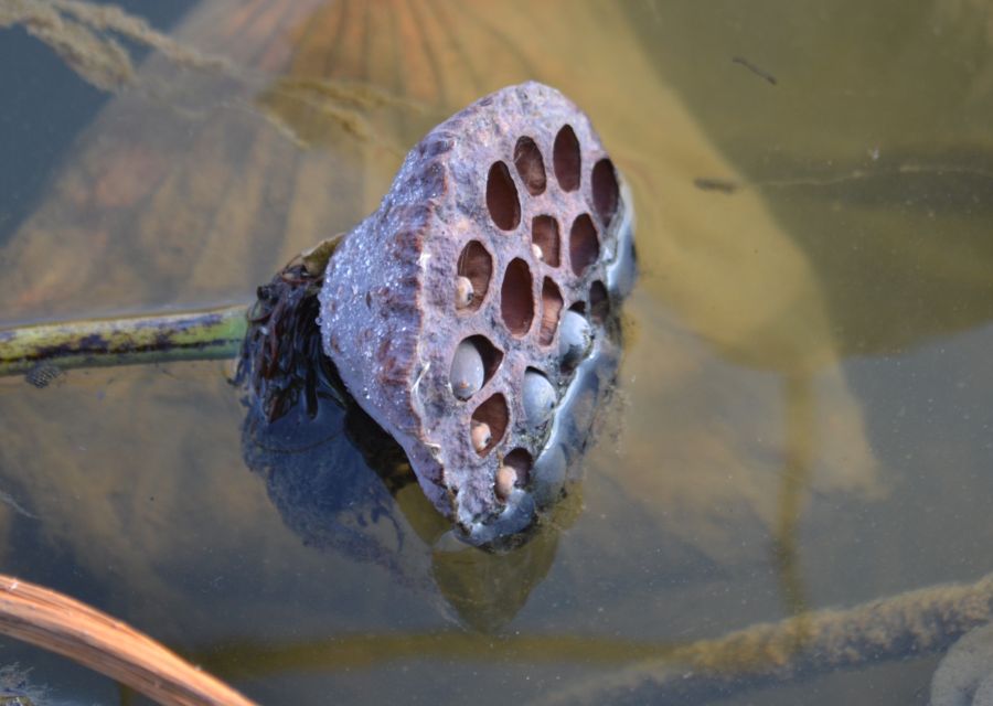 Image of Nelumbo caspica specimen.