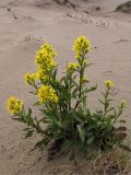 Solidago virgaurea подвид lapponica. Цветущее растение в песчаных дюнах. Мурманская обл., п-ов Рыбачий. 01.08.2009.