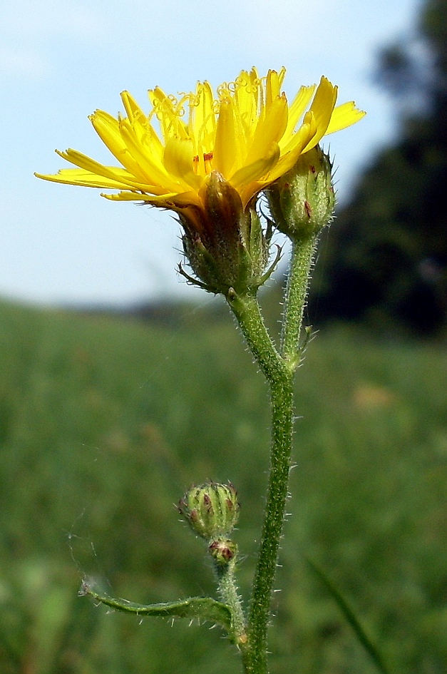 Image of Picris hieracioides specimen.