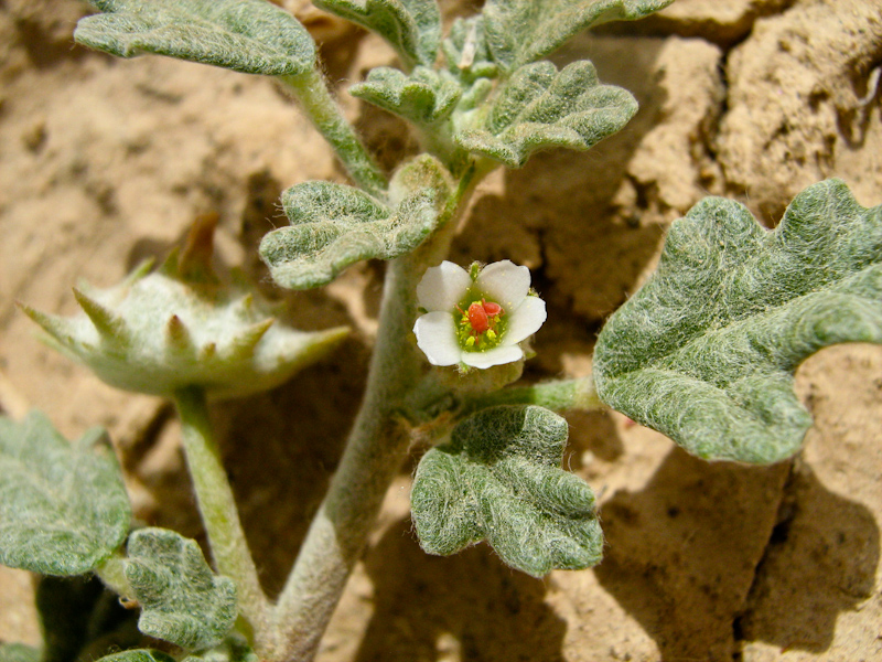 Изображение особи Neurada procumbens.