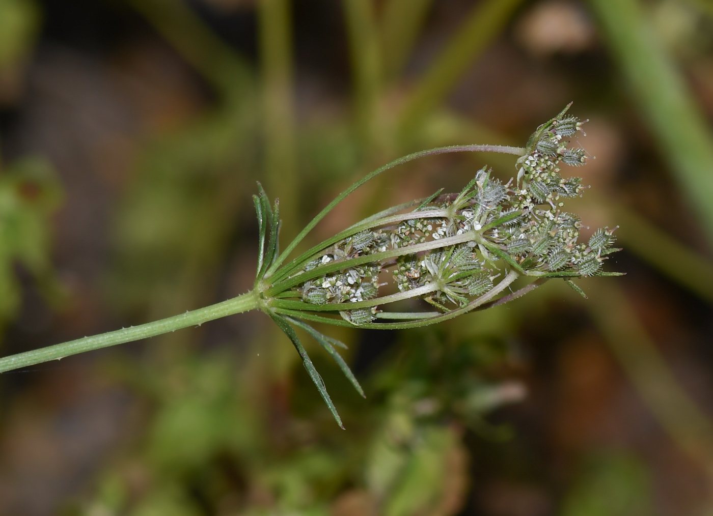 Image of Daucus glaber specimen.