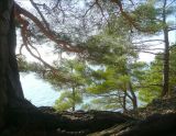 Pinus pityusa. Кроны взрослых деревьев. Черноморское побережье Кавказа, Геленджик, п. Джанхот, Джанхотский бор сосны пицундской. 24 октября 2010 г.