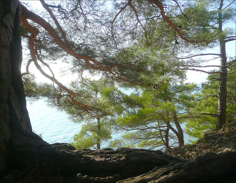 Image of Pinus pityusa specimen.