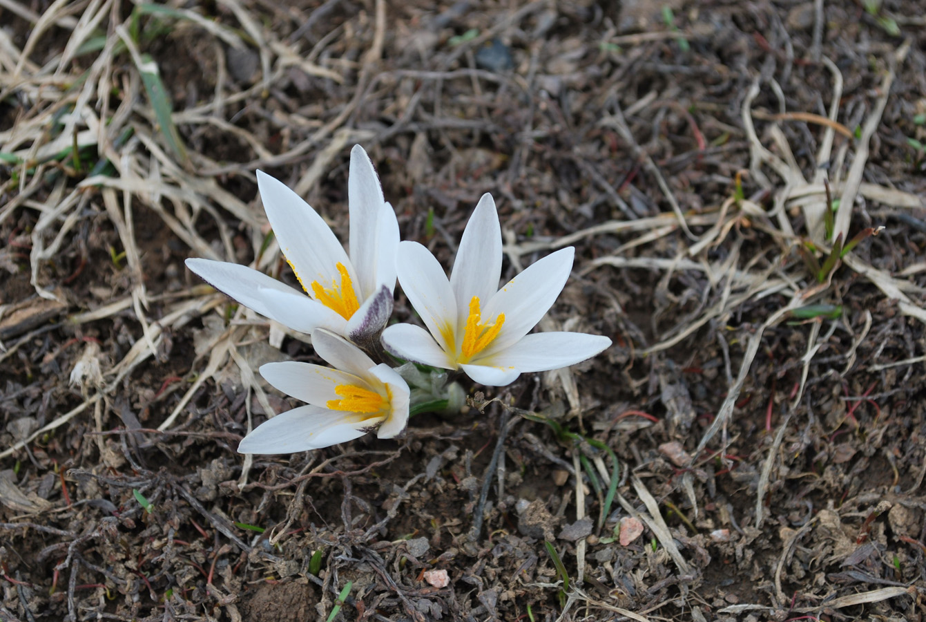 Изображение особи Crocus alatavicus.