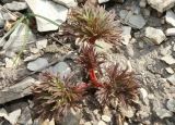 Paeonia tenuifolia